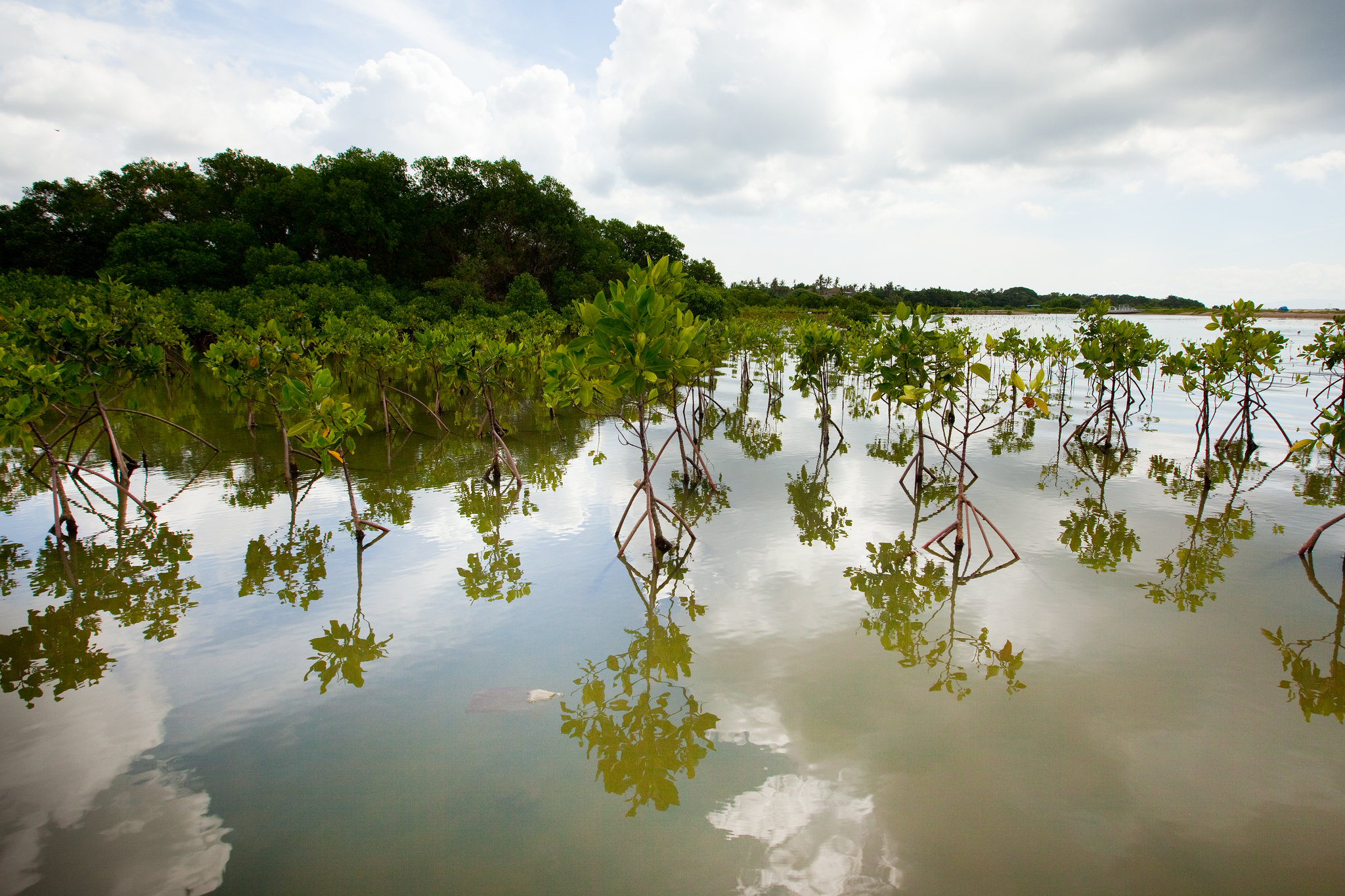 Coastal Forests and Mangrove Ecosystems