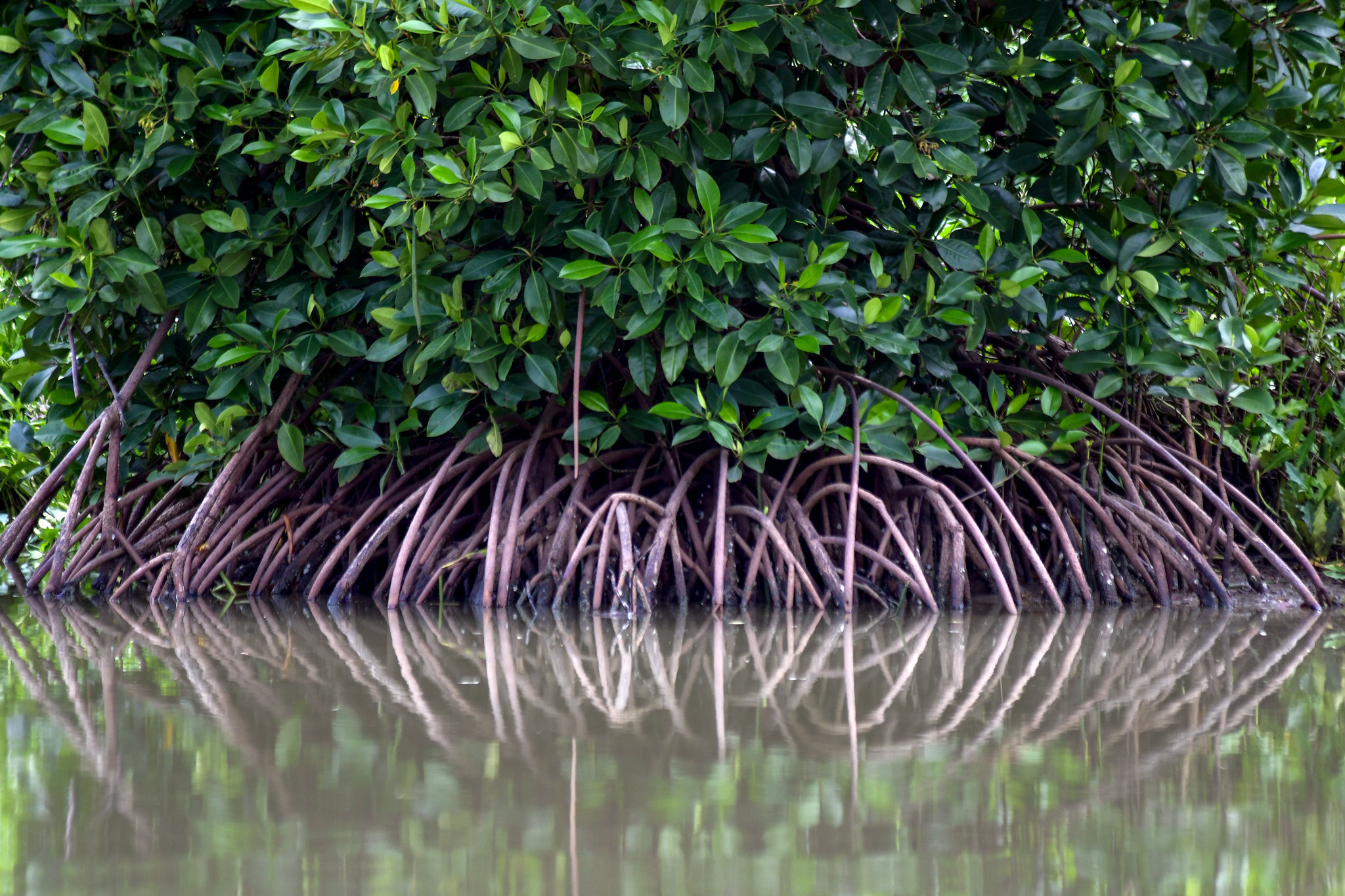Establish Centre of Excellence for research on mangroves and marine ecosystems